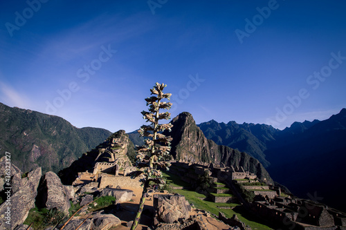 wild plant overlooking Machu Picchu