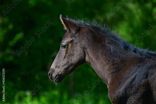 Portrait of a cute black warmblood filly with a green background.