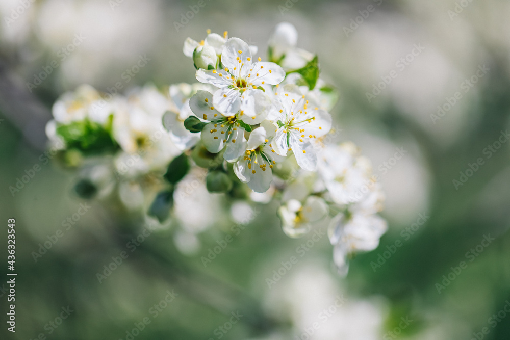 Blossoming cherry. Close-up of flowers and buds on the tree. You can see the petals and stamens, the inflorescences. Spring Orchard