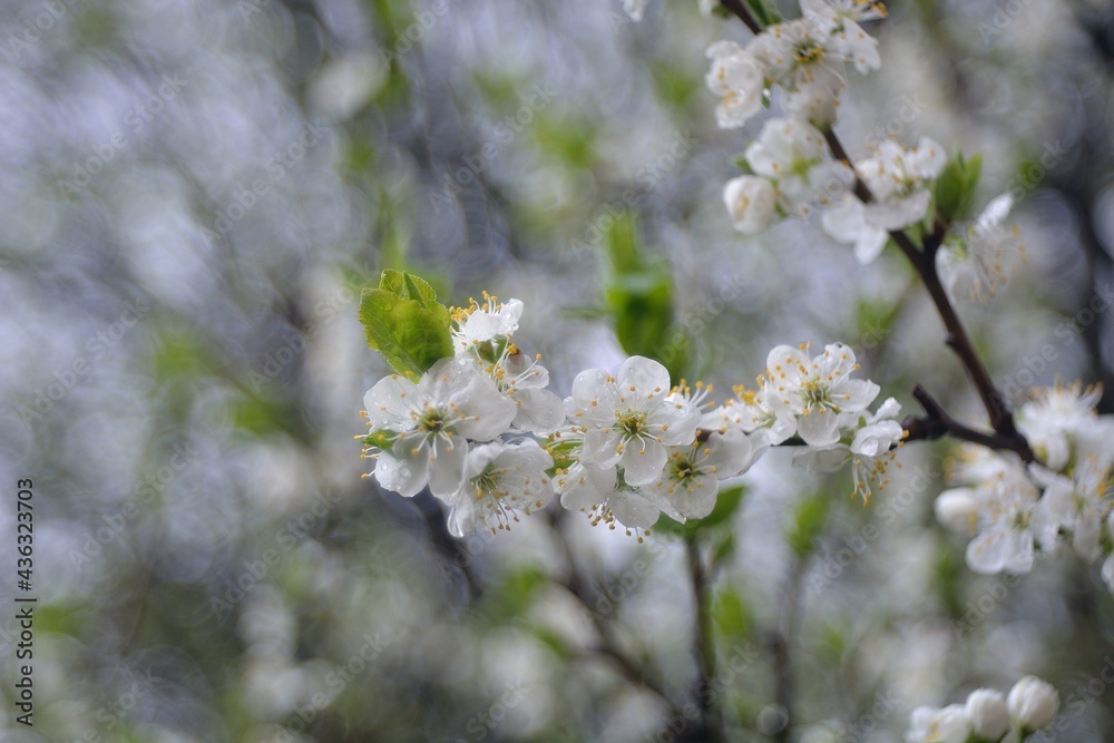 Fototapeta premium The spring blooming of fruit trees, cherry. 