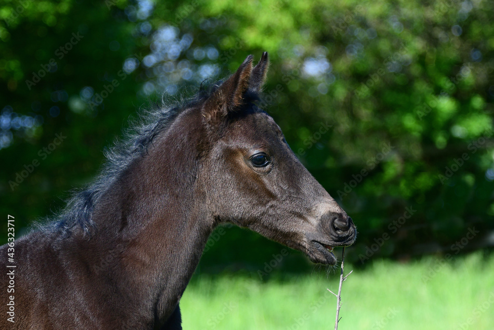 Portrait of a cute black warmblood filly with a green background, nibbling on a dry branch.