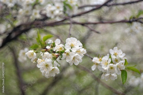 The spring blooming of fruit trees, cherry.

