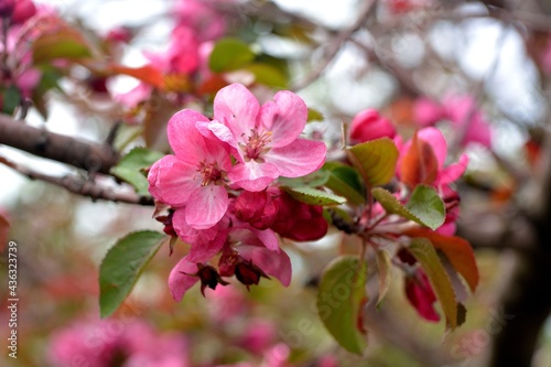 Spring flowering fruit trees, Apple trees. 