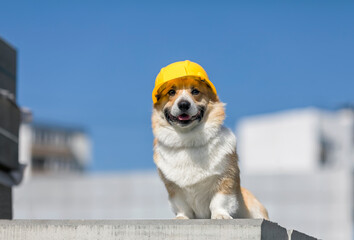 cute corgi construction dog in yellow hard hat sits on the repair site against the background of buildings and blue sky
