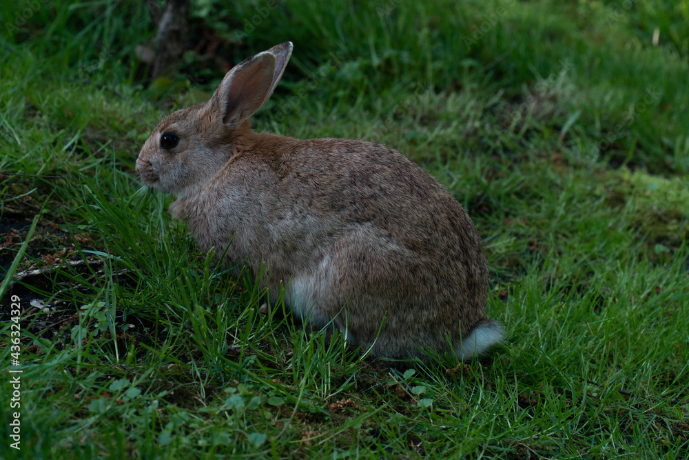 Fototapeta premium gray rabbit on the lawn