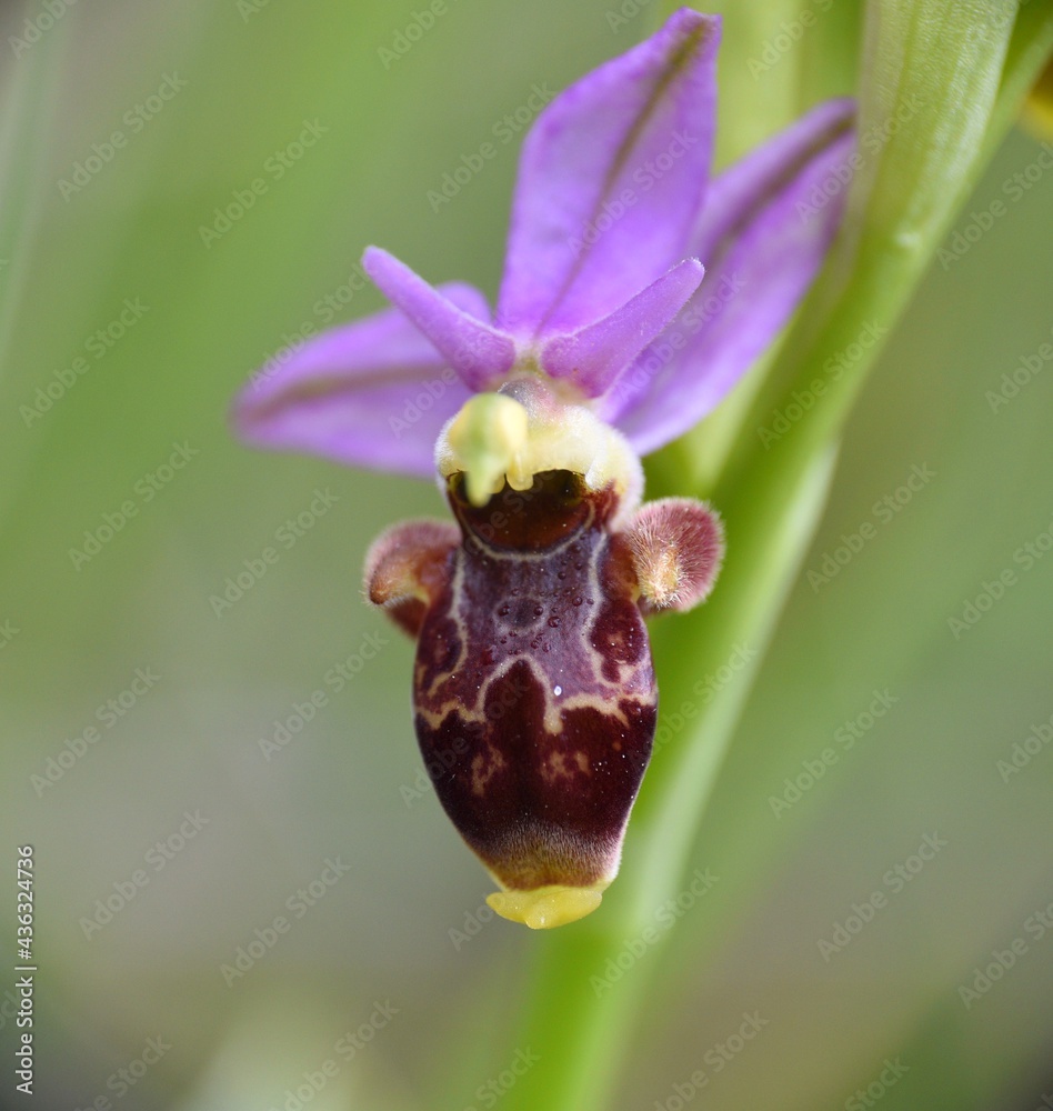 Orchid flower Ophrys scolopax. Located in an old cereal field. Munilla, La Rioja, Spain. Orchid flower Ophrys scolopax. Located in an old cereal field. Munilla, La Rioja, Spain.
