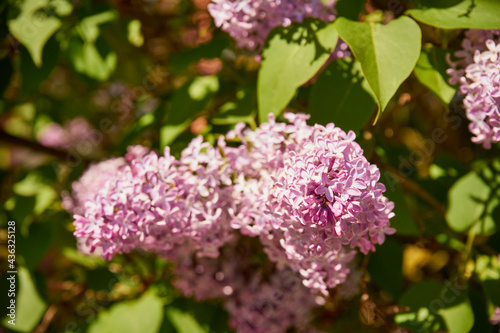 bez, Syringa vulgaris