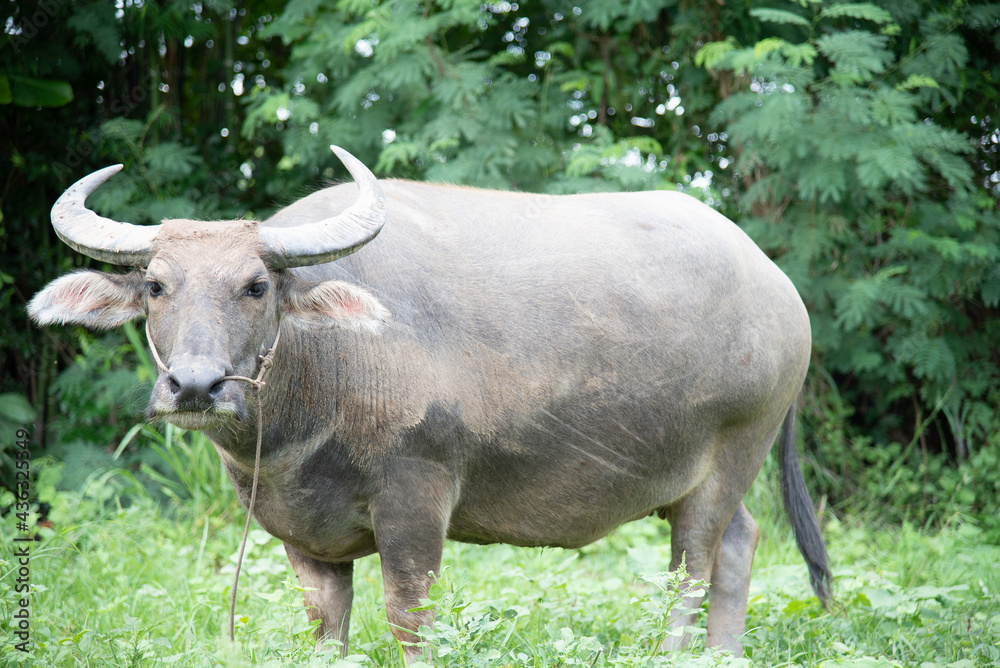 Thai buffalo eating grass in the field
During the rainy season, soft grass
