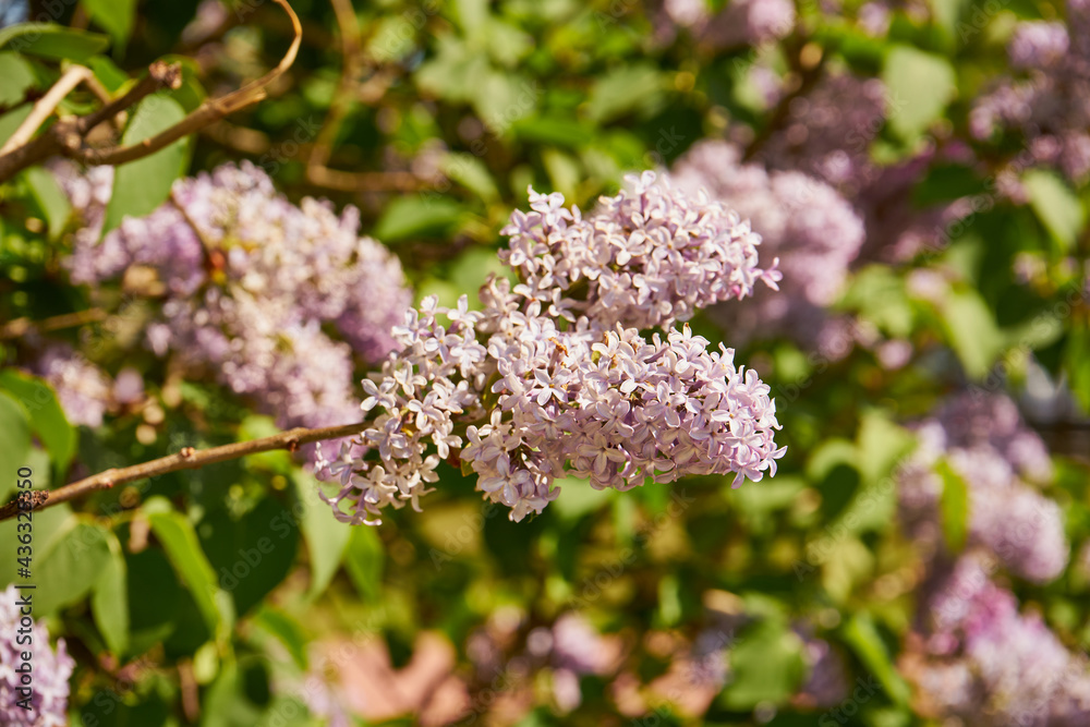 bez, Syringa vulgaris bez, Syringa vulgaris