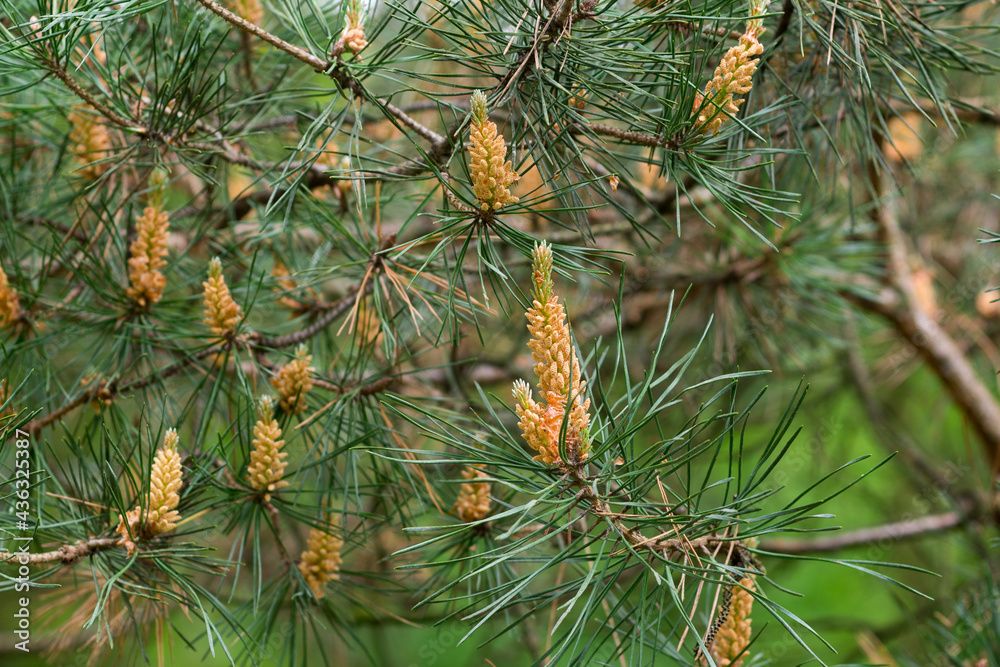 pine flowers on branches selective focus pine flowers on branches selective focus