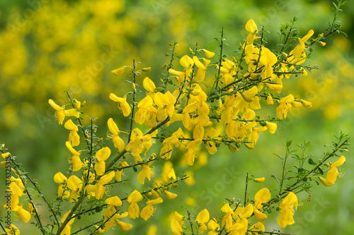 Cytisus scoparius common broom shrub with yellow flowers selective focus © aga7ta