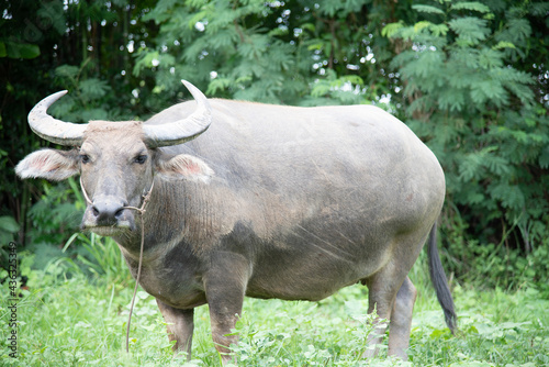 Thai buffalo eating grass in the field During the rainy season  soft grass 