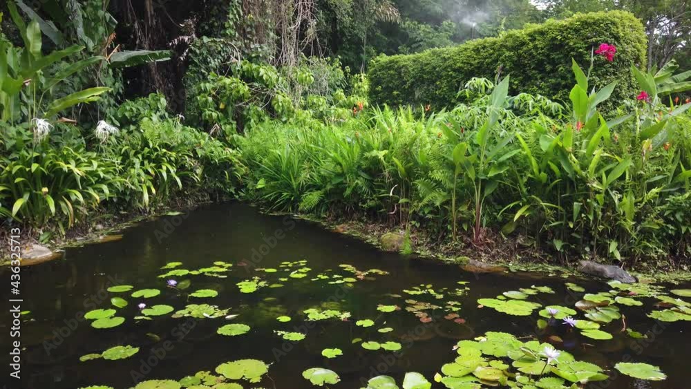 Large fresh and fertile fish pond with water lilies and flowers on the surface in a beautiful Thai garden Large fresh and fertile fish pond with water lilies and flowers on the surface in a beautiful Thai garden