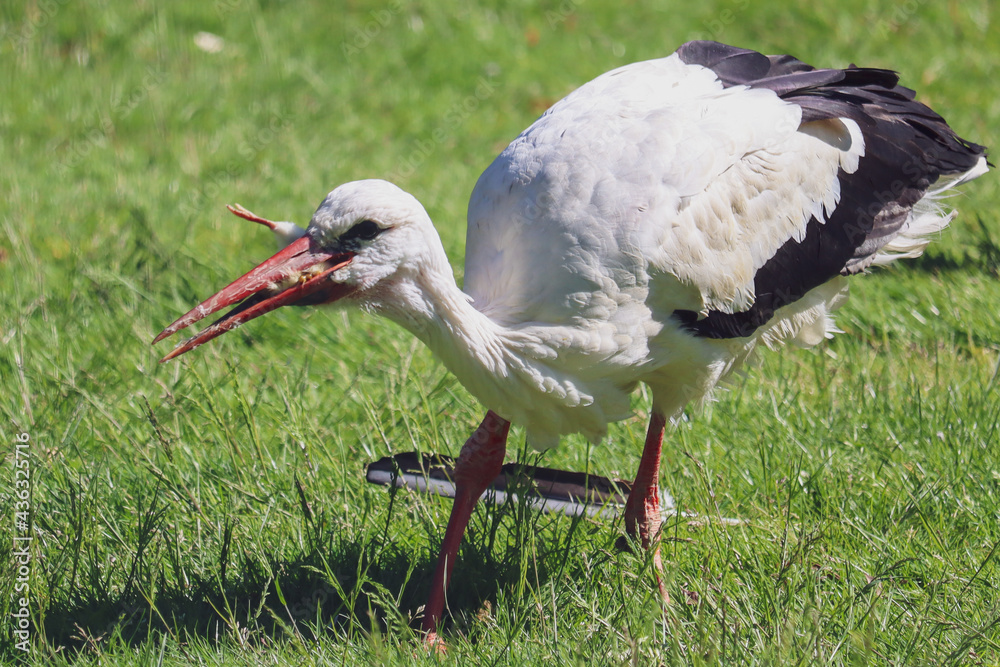 Fototapeta premium Stork