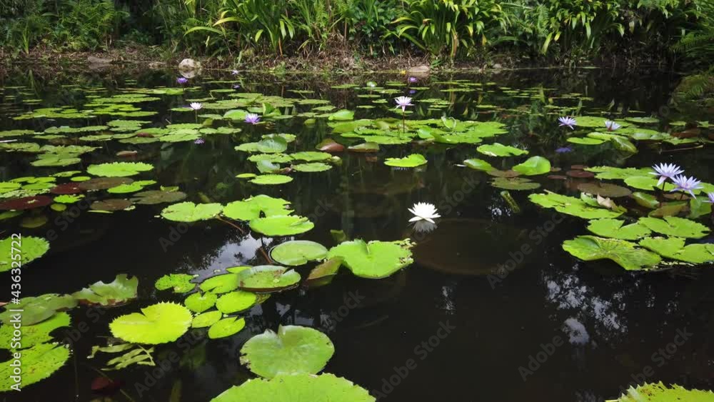 Large fresh and fertile fish pond with water lilies and flowers on the surface in a beautiful Thai garden Large fresh and fertile fish pond with water lilies and flowers on the surface in a beautiful Thai garden