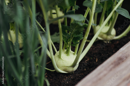 Kohlrabi in a raised bed