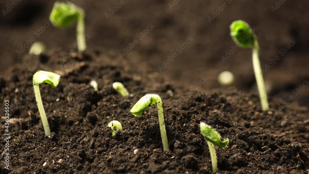 Growing plants in spring timelapse, sprouts germination newborn okra
