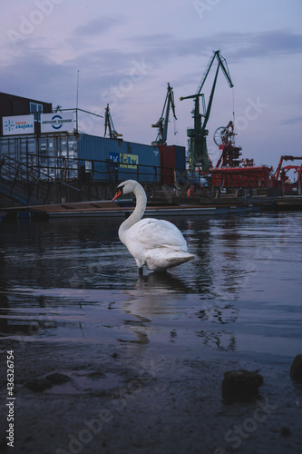 White swan in an industrial shipyard
with cranes in the background