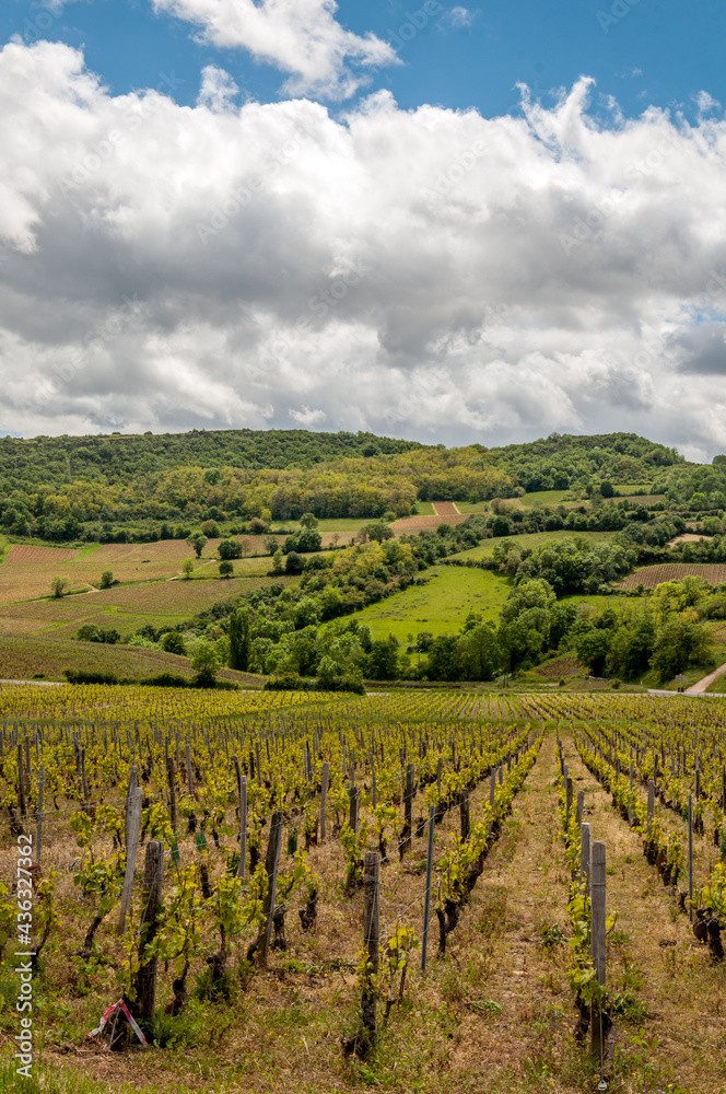 Paysages de vignobles en Bourgogne