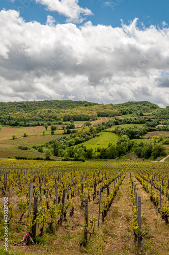 Wallpaper Mural Paysages de vignobles en Bourgogne Torontodigital.ca