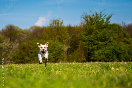 Running dog with tongue out on the meadow. © Bernhard