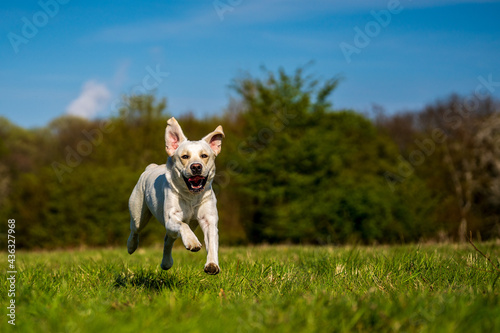 Running dog on the meadow.