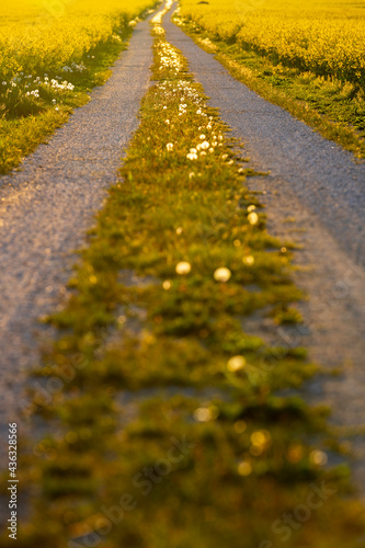 Dirt road in between canola fields with sunset background