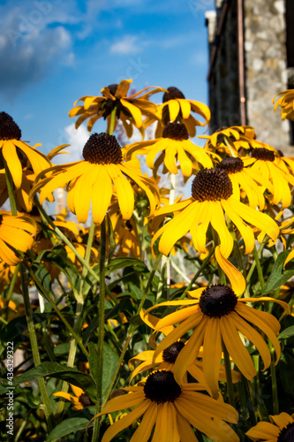 Gloriosa daisies blooming in garden with blue sky above