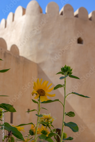 Sunflowers blooming outside an ancient fortress