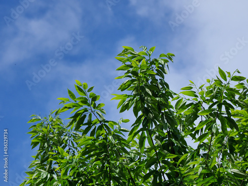 青空と白い雲を背景にした栗の木の葉