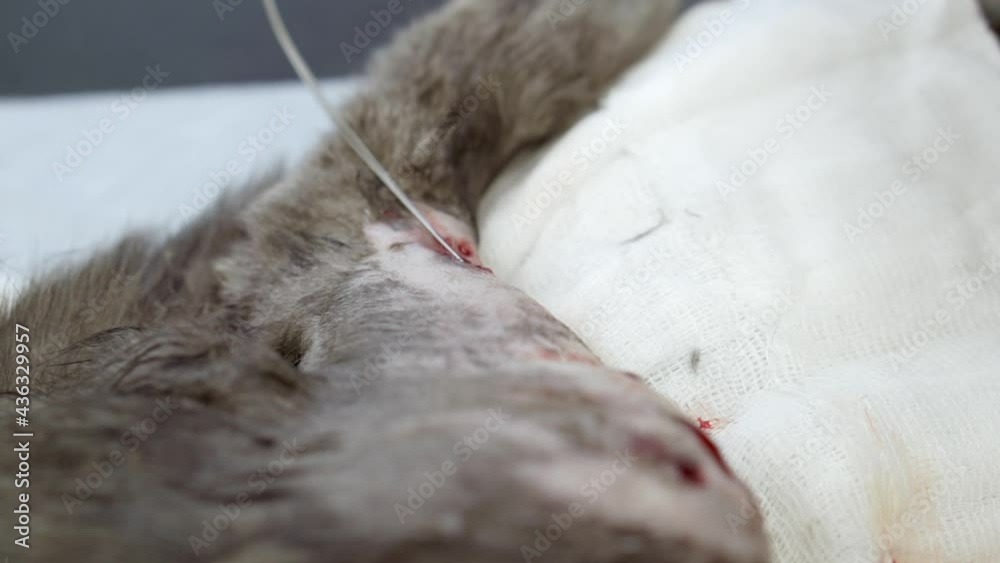 A veterinarian performs an operation on a cat's paw. A veterinarian performs an operation on a cat's paw.