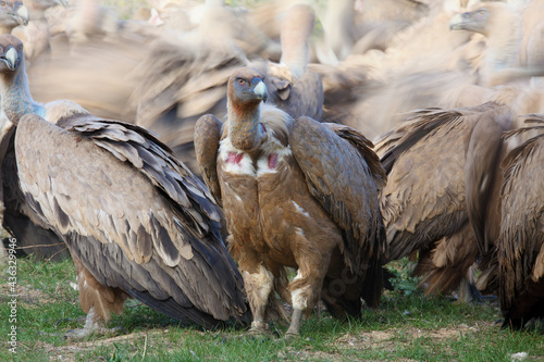 The griffon vulture  Gyps fulvus   a vulture with a background consisting of afighting flock of vultures. A large group of vultures feed on prey. An unusual photo of feeding vultures.