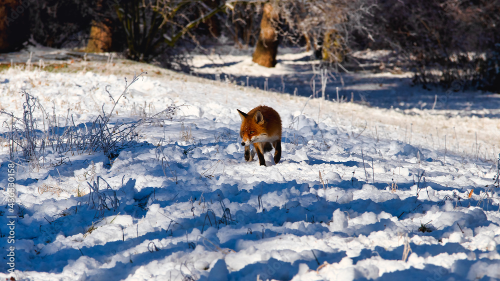 A fox in the winter forest
