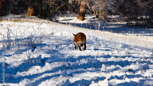 Obraz na płótnie A fox in the winter forest w salonie