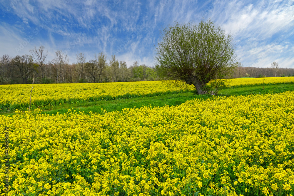 Field of bright yellow flowering rapeseed, Brassica napus, in spring. 