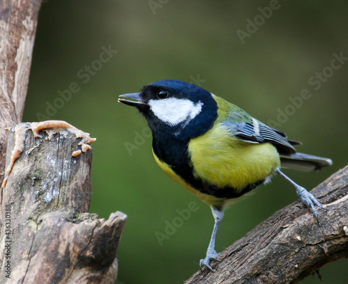 Male great tit bird eating peanut butter from a branch