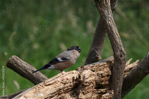 Female bullfinch perched on log