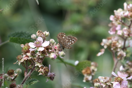 Speckled wood butterfly on flowers