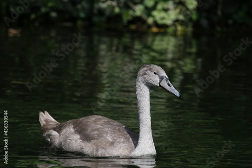 Fototapeta Naklejka Na Ścianę i Meble -  Adolescent swan, cignet swimming in river