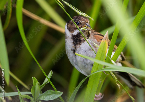 Male Reed Bunting eating seed and perched