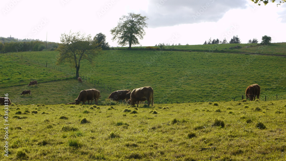 Vaches limousines broutant de l'herbe dans les champs