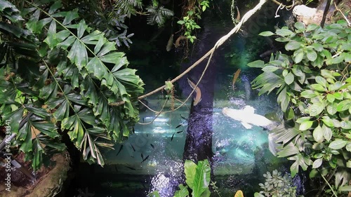 High angle view of a pond with many big fishes swimming photo