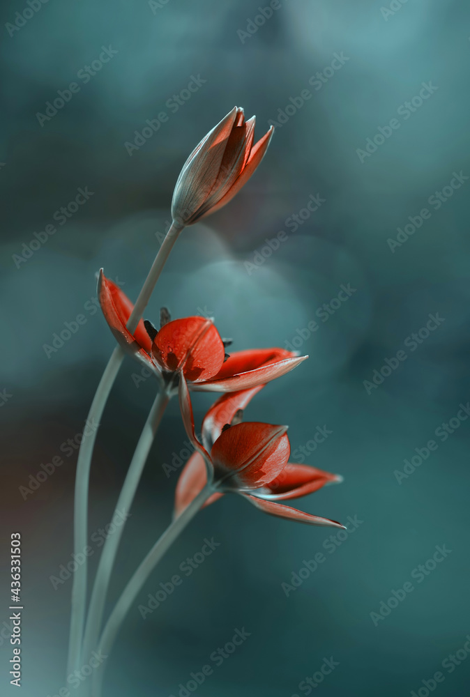 Tulipany botaniczne "Little beauty" - obrazy, fototapety, plakaty 