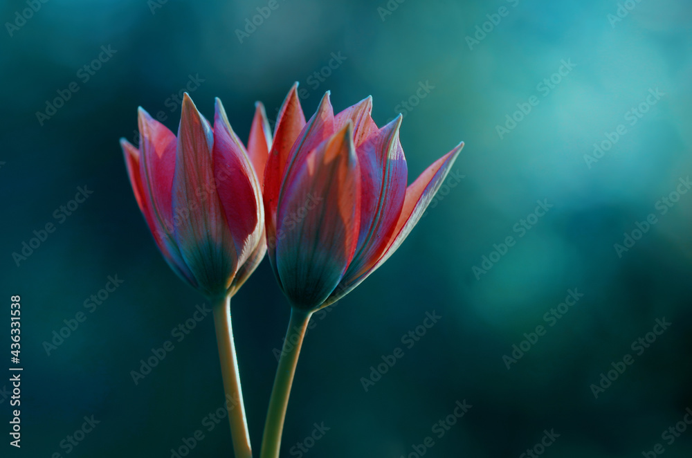 Naklejka premium Kwiaty Tulipany botaniczne 