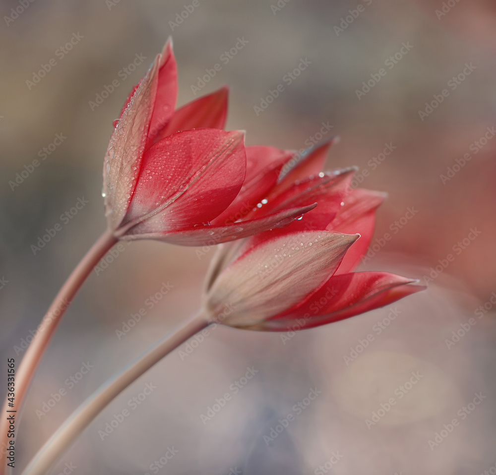 Naklejka premium Czerwone tulipany wiosenne kwiaty