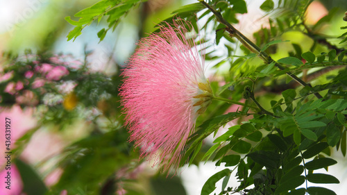 Surinamese stickpea flower blooming on a shrub photo