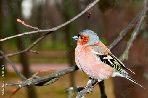 Small cute bird sits on tree branch