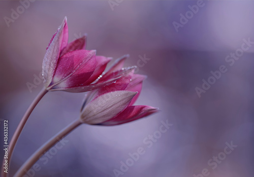 Fioletowe Tulipany 
