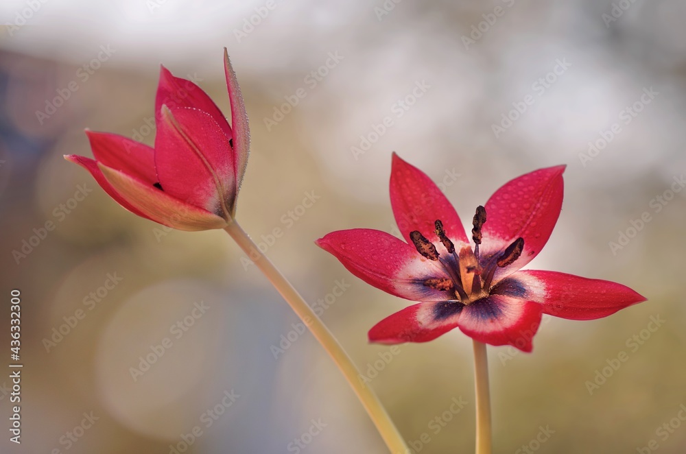 Naklejka premium Kwiaty Tulipany botaniczne 