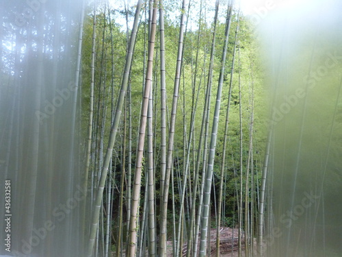 竹林